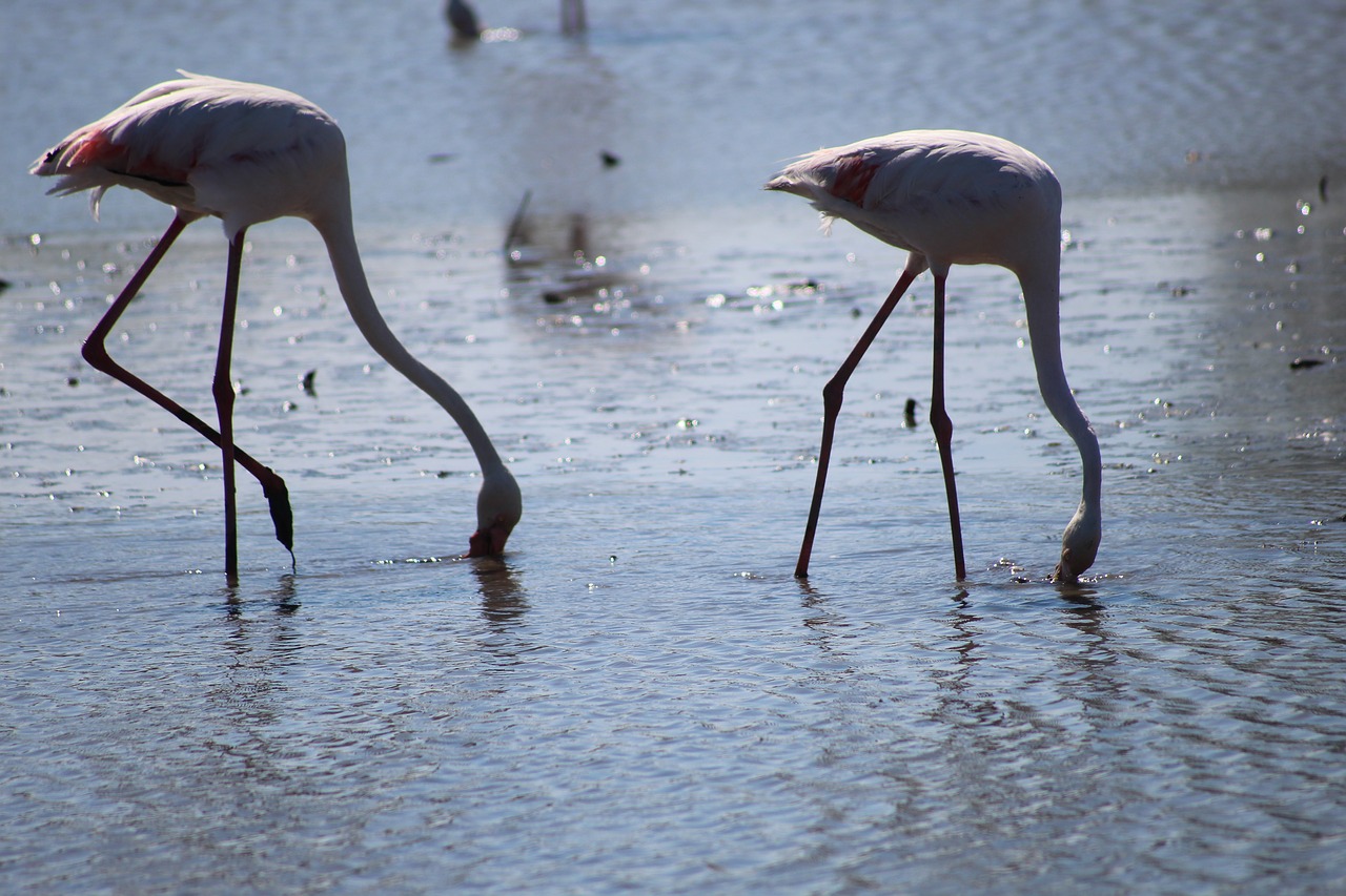 Camargue, Rožinis Flamingas, Ornitologija, Nemokamos Nuotraukos,  Nemokama Licenzija