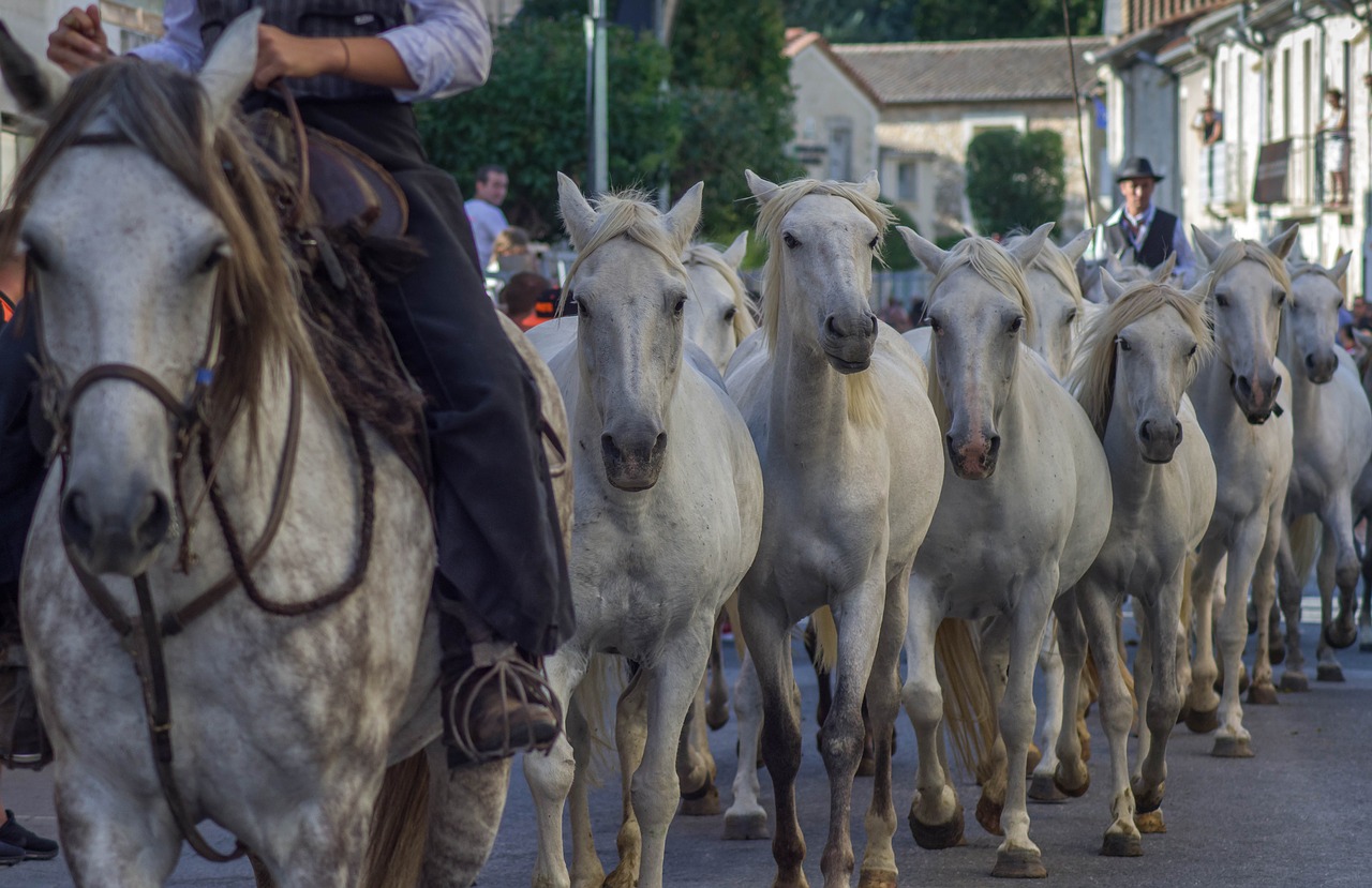 , Nemokamos Nuotraukos,  Nemokama Licenzija