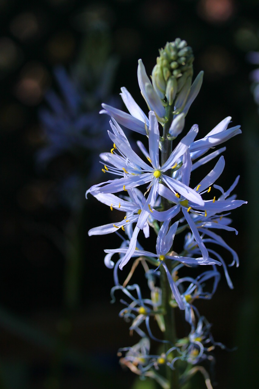 Camassia, Lemputė, Gėlė, Mėlynas, Žydėti, Gėlių, Augalas, Sodas, Nemokamos Nuotraukos,  Nemokama Licenzija