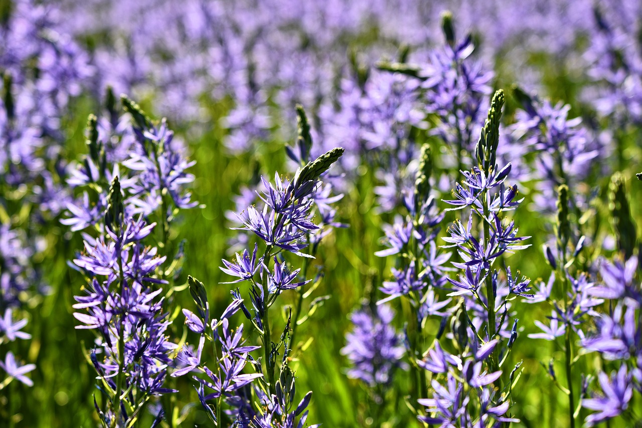 Kamasija Leichtlinii,  Prerijų Lilly,  Didieji Camas,  Dideli Kamas,  Gėlė,  Augalų,  Žydi,  Violetinė,  Gegužė,  Birželis