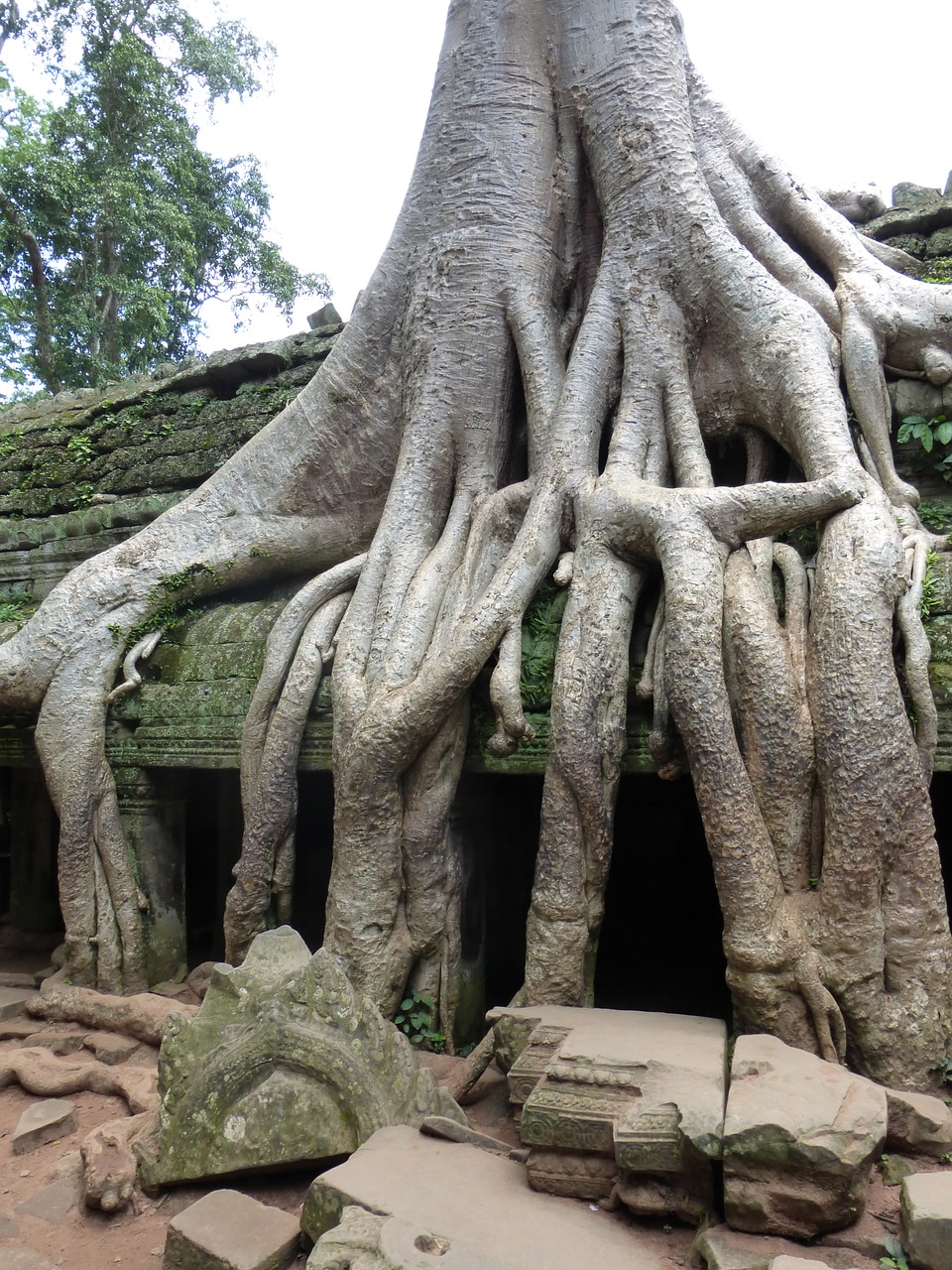 Kambodža, Angkor Wat, Džiunglės, Šventykla, Nemokamos Nuotraukos,  Nemokama Licenzija