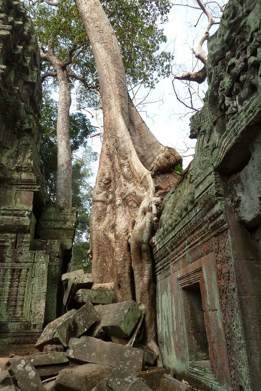 Kambodža, Medis, Senovės, Sugadinti, Archeologija, Unesco, Nemokamos Nuotraukos,  Nemokama Licenzija