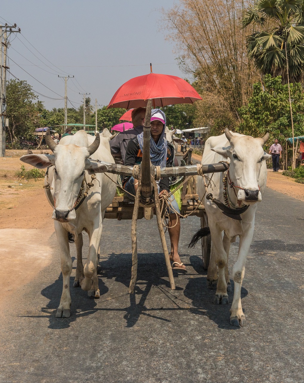 Kambodža, Taksi, Azijinis Buivolas, Transporto Priemonė, Karvės, Kelias, Nemokamos Nuotraukos,  Nemokama Licenzija