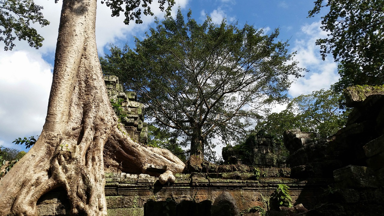 Kambodža, Angkor, Šventykla, Ta Prohm, Istorija, Asija, Šventyklos Kompleksas, Šaknis, Medis, Džiunglės