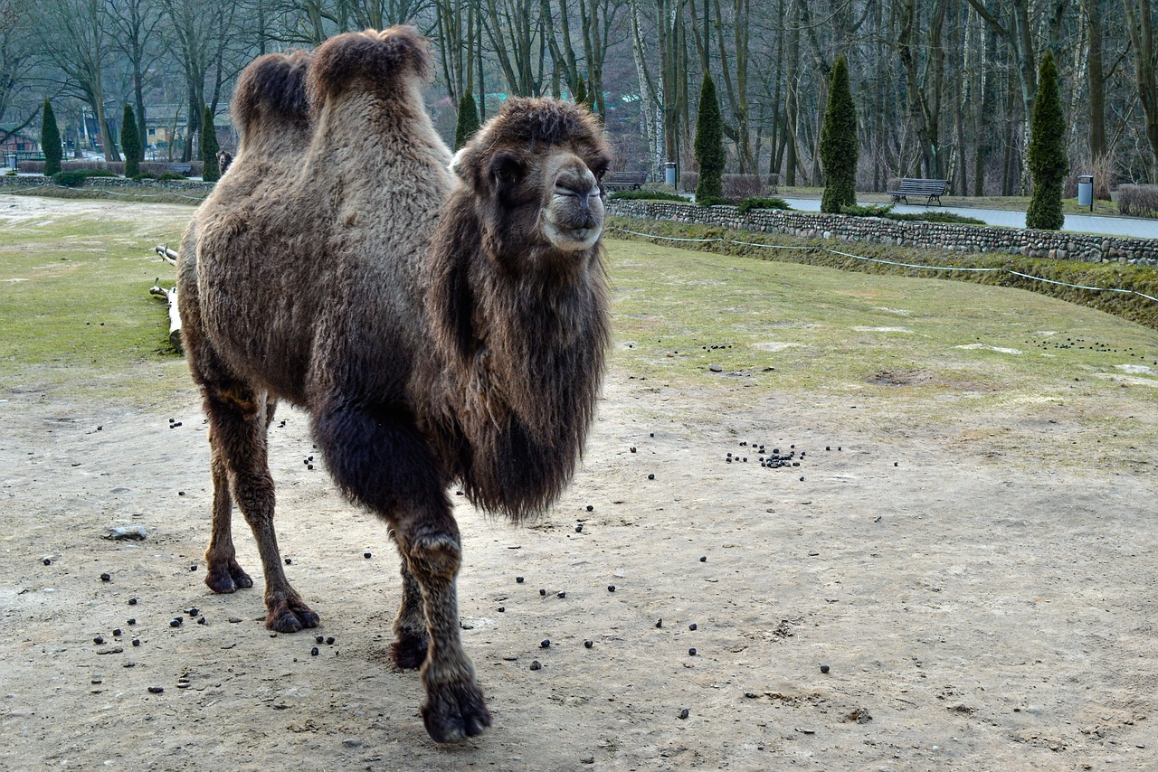 Kupranugaris, Gyvūnas, Zoologijos Sodas, Gamta, Fauna, Nemokamos Nuotraukos,  Nemokama Licenzija