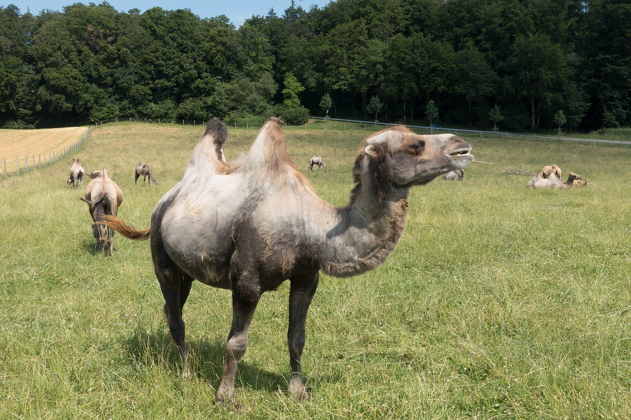 Kupranugaris, Camelus Bactrianus, Paarhufer, Žinduolis, Gyvūnas, Kupolas, Ganykla, Viršutinė Bavarija, Nemokamos Nuotraukos,  Nemokama Licenzija