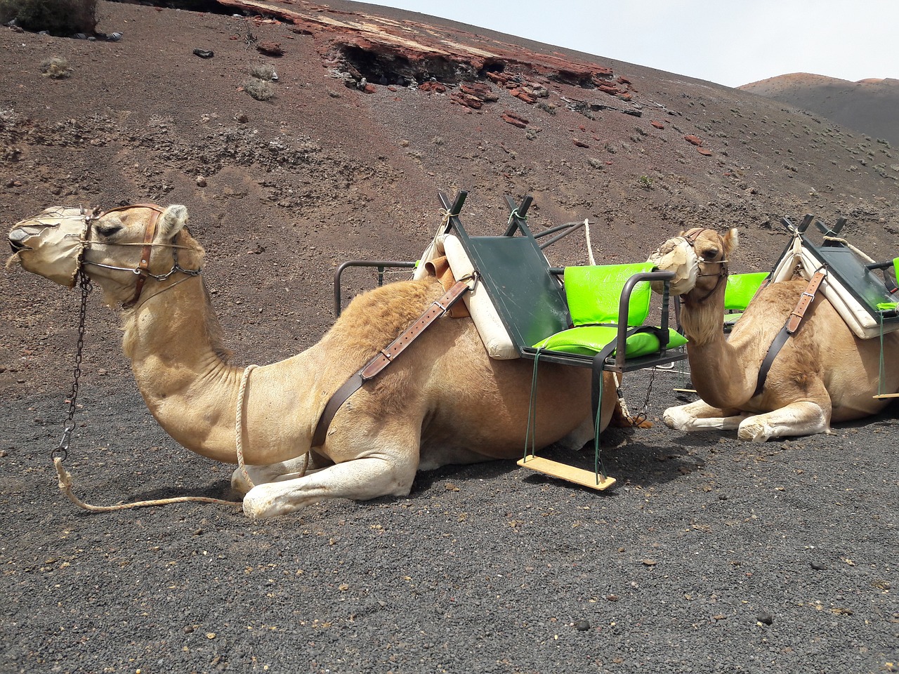 Kupranugaris, Kupranugaris, Dromedary, Nemokamos Nuotraukos,  Nemokama Licenzija