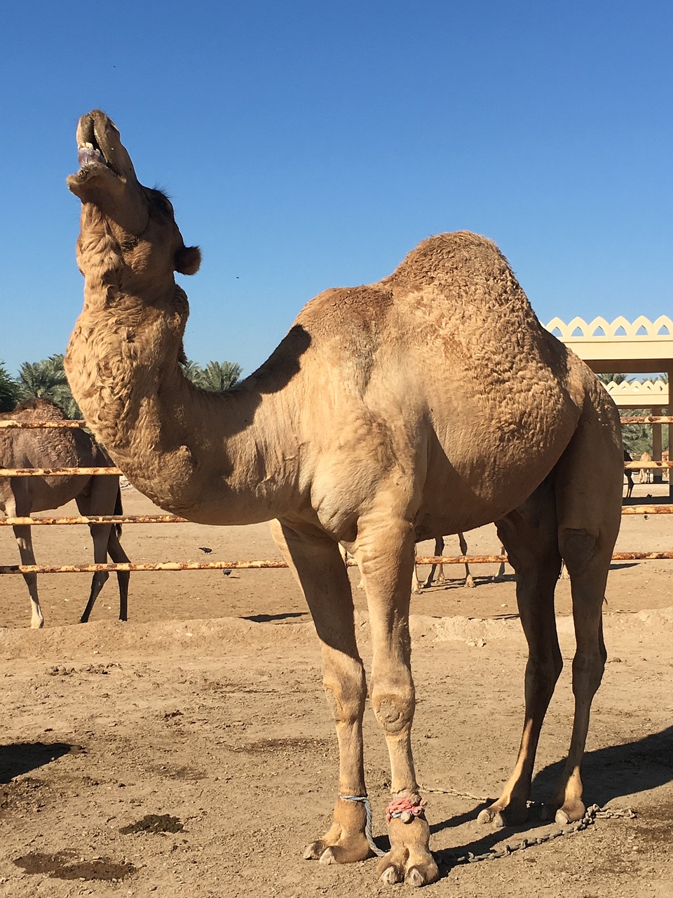 Kupranugaris, Bahrain, Dykuma, Nemokamos Nuotraukos,  Nemokama Licenzija