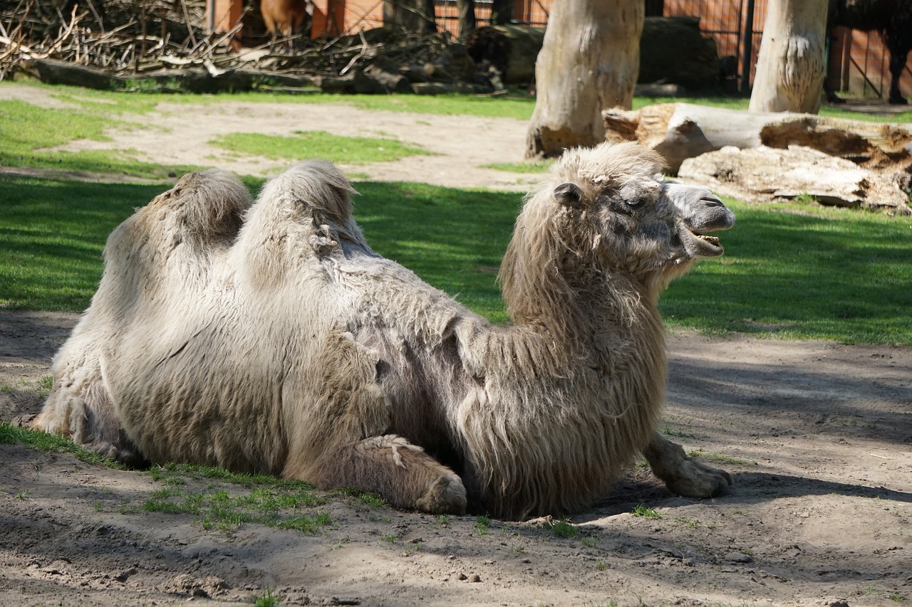 Kupranugaris,  Zoo,  Gyvūnas,  Pobūdį,  Žinduolis,  Kupra,  Desertas Gyvūnų,  Gamtos Parkas,  Gyvulininkystė,  Padaras