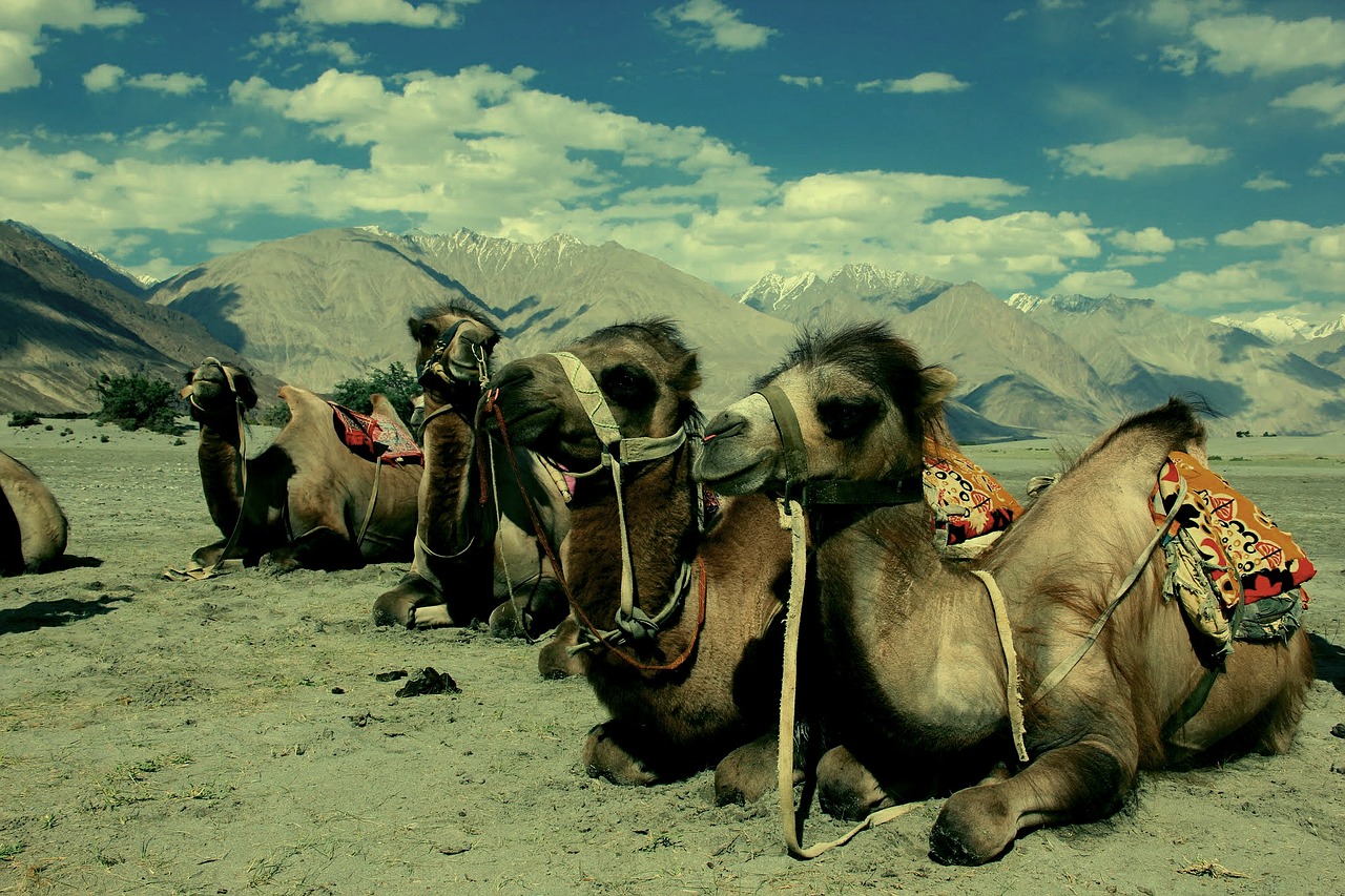 Kupranugaris, Ladakh, Dykuma, Indija, Tibetas, Nemokamos Nuotraukos,  Nemokama Licenzija