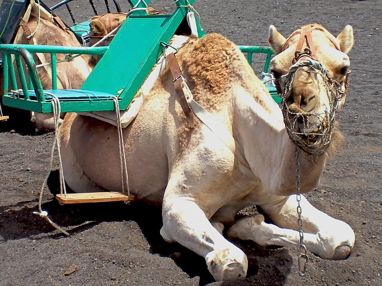 Kupranugaris, Gyvūnai, Dromedary, Gamta, Nemokamos Nuotraukos,  Nemokama Licenzija