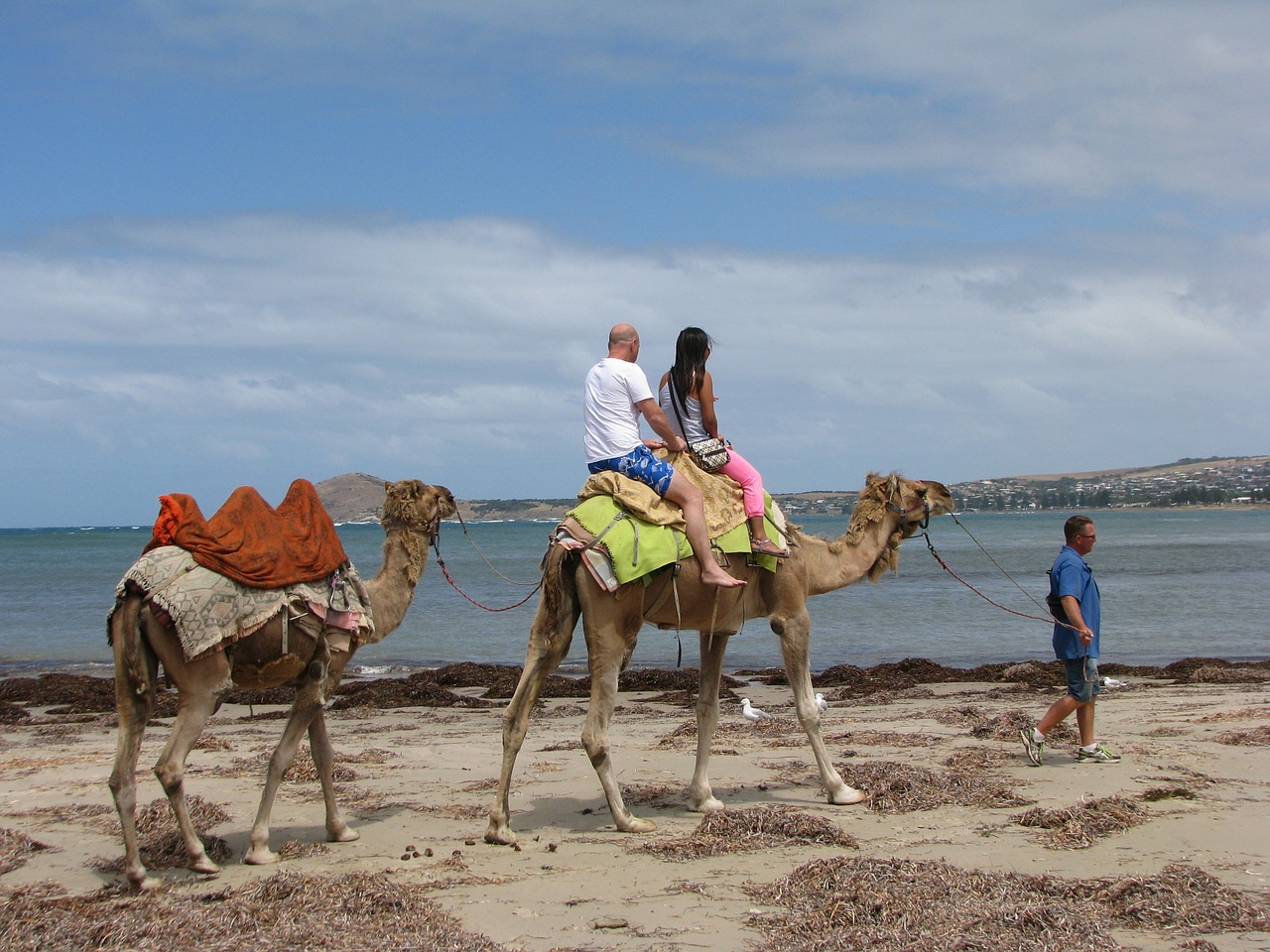 Kupranugaris, Kelionė, Australia, Papludimys, Turistinis, Nemokamos Nuotraukos,  Nemokama Licenzija