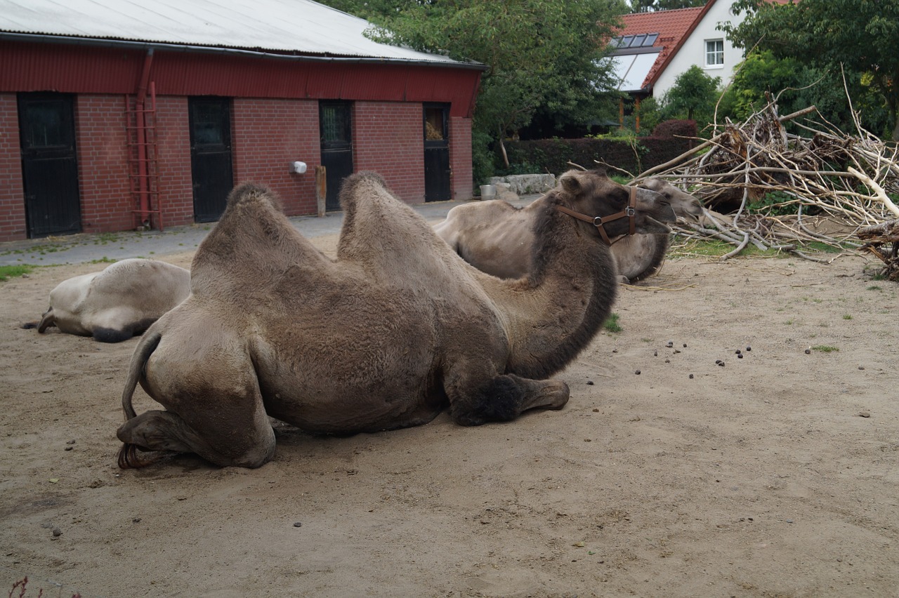 Kupranugaris,  Zoologijos Sodas,  Braunschweig,  Gamta,  Žinduolis,  Zweihoeckriges,  Kupranugaris,  Važiuoti,  Kupolas,  Dromedary