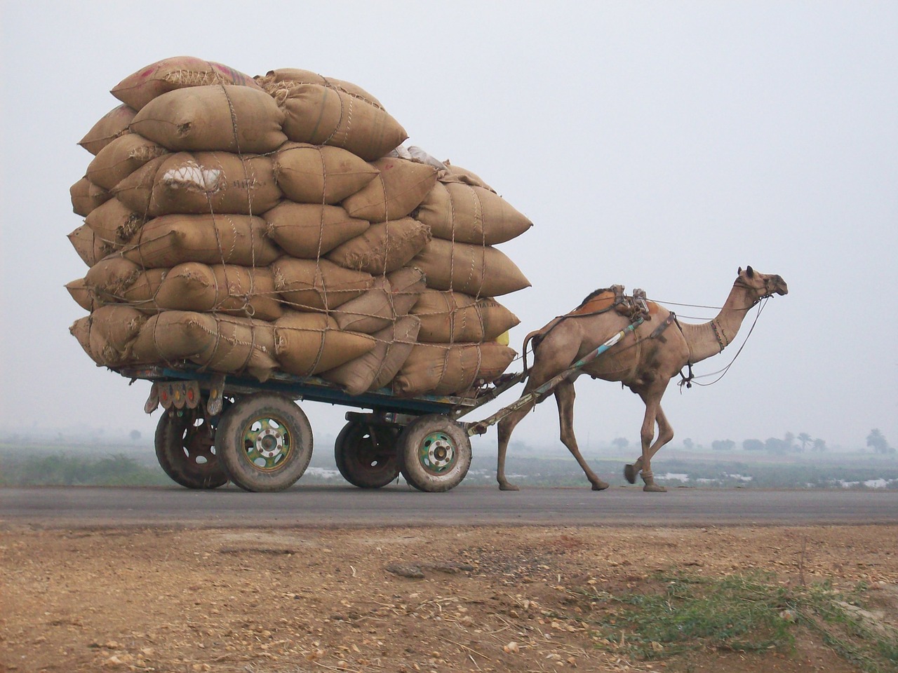 Kupranugaris, Krepšelis, Logistika, Transportas, Gabenimas, Gyvūnas, Gamta, Dykuma, Sunkus, Nemokamos Nuotraukos