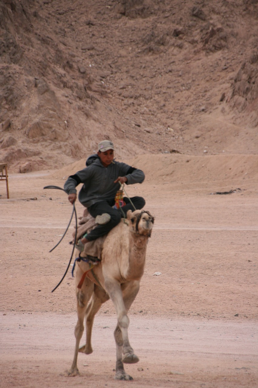 Važinėti Kupranugariais, Egiptas, Sinai, Dykuma, Kupranugaris, Beduinas, Nemokamos Nuotraukos,  Nemokama Licenzija