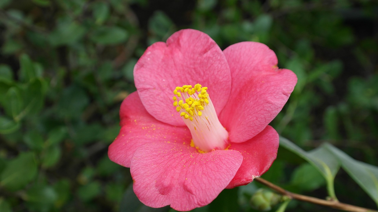 Kamelija, Camellia Japonica, Arbatmedžio Augalas, Krūmų Gėlė, Flora, Gamta, Gėlės, Gėlės Žydi, Geltona, Rožinis