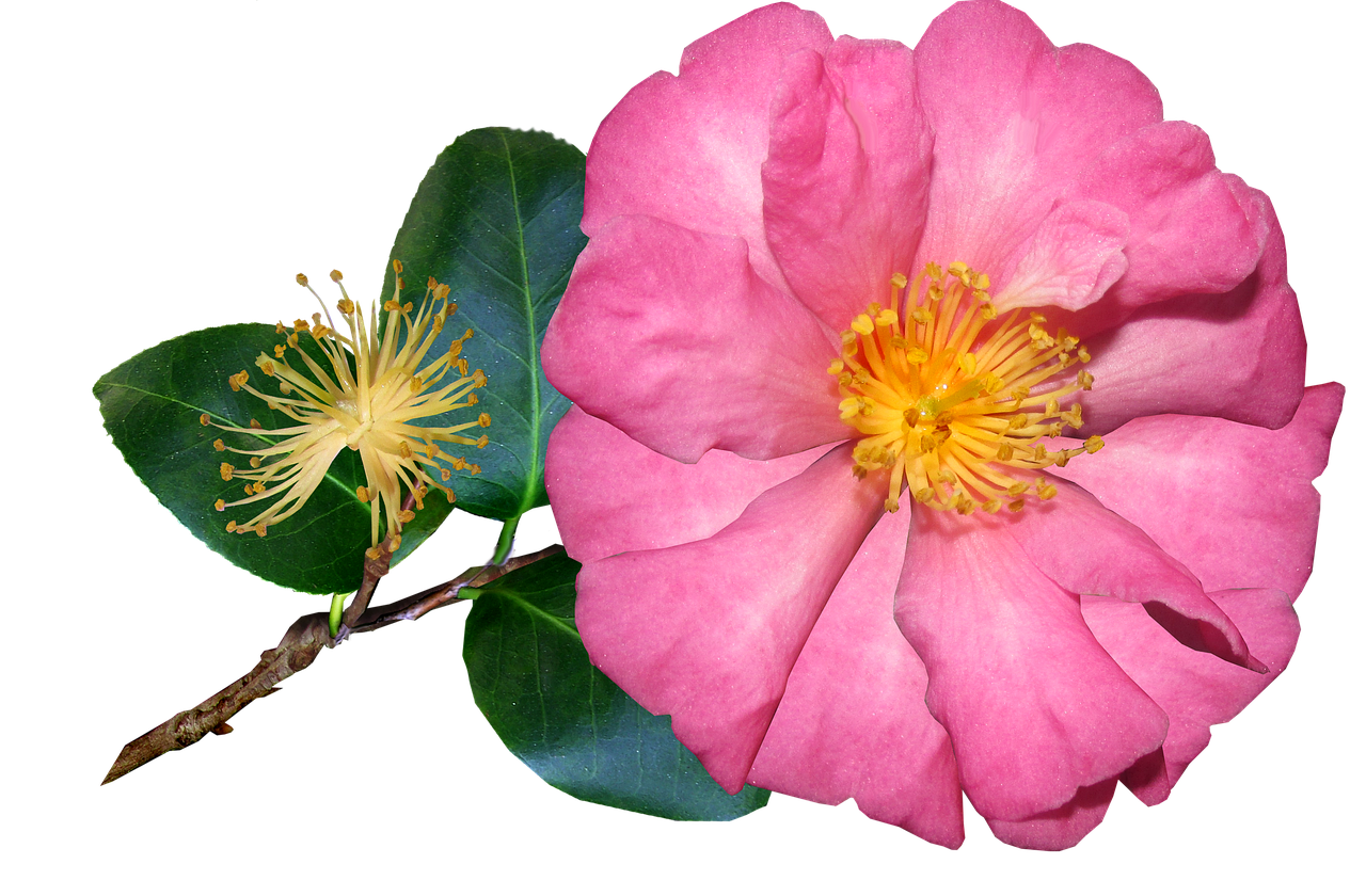 Camellia,  Gėlė,  Vieno Rožinė,  Žydi,  Gamta, Nemokamos Nuotraukos,  Nemokama Licenzija