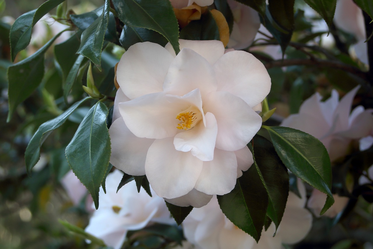 Camellia,  Gėlės,  Pavasaris,  Dekoratyvinių Krūmų,  Iš Arti, Nemokamos Nuotraukos,  Nemokama Licenzija