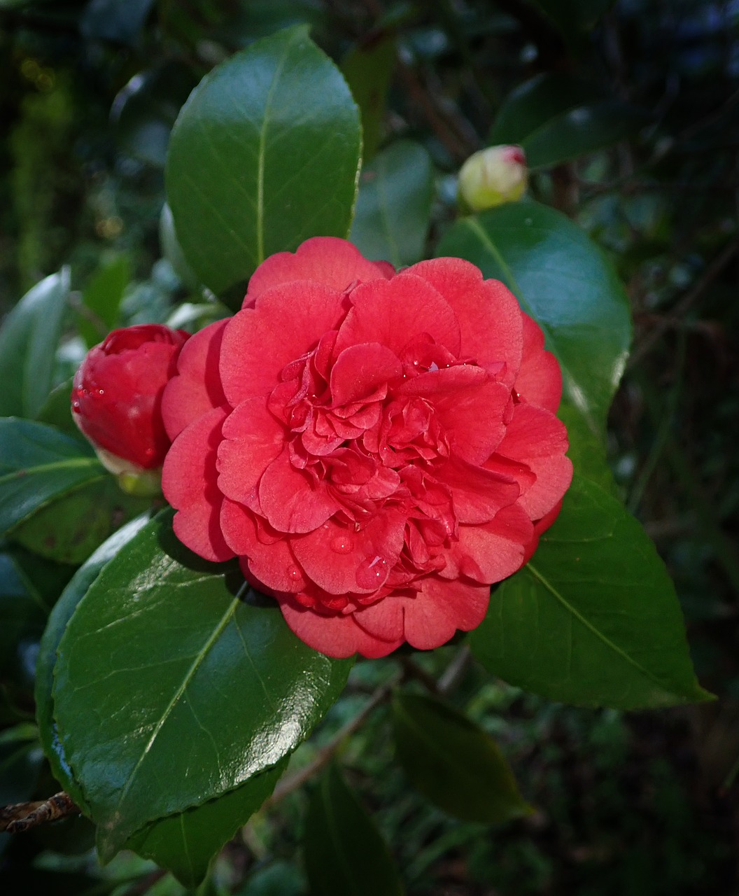 Camellia,  Raudona,  Gėlė,  Krūmas,  Sodas Gamta, Nemokamos Nuotraukos,  Nemokama Licenzija