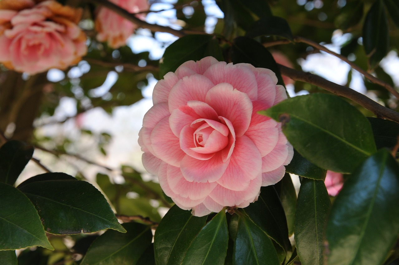 Camellia Gėlė, Korėjos Respublika, Hainanas, Kamelija, Dongbaek, Nemokamos Nuotraukos,  Nemokama Licenzija