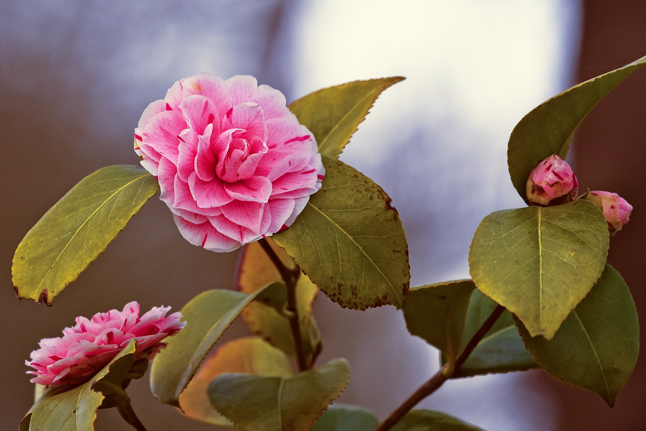 Camellia Japonica,  Japonų Camellia,  Gėlė,  Žiedas,  Krūmas,  Evergreen,  Theaceae,  Žiemos Pabaigoje,  Pavasaris,  Alabama