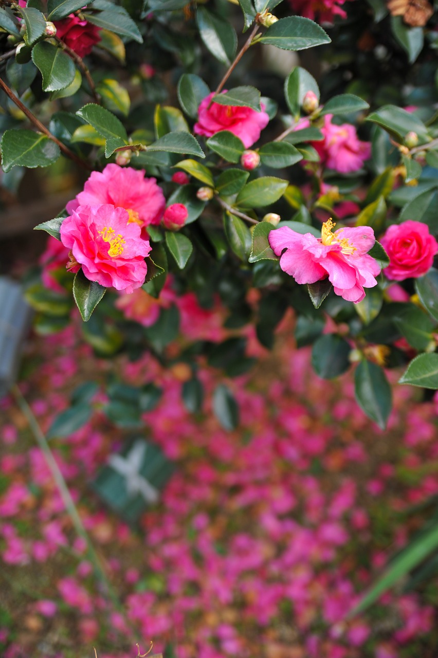 Camellia Sasanqua, Gėlės, Žiemą Medžiai, Nemokamos Nuotraukos,  Nemokama Licenzija