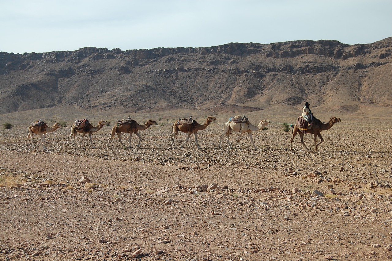 Kupranugariai, Kemperis, Dykuma, Nuotykis, Gamta, Dromedary, Kelionė, Nemokamos Nuotraukos,  Nemokama Licenzija