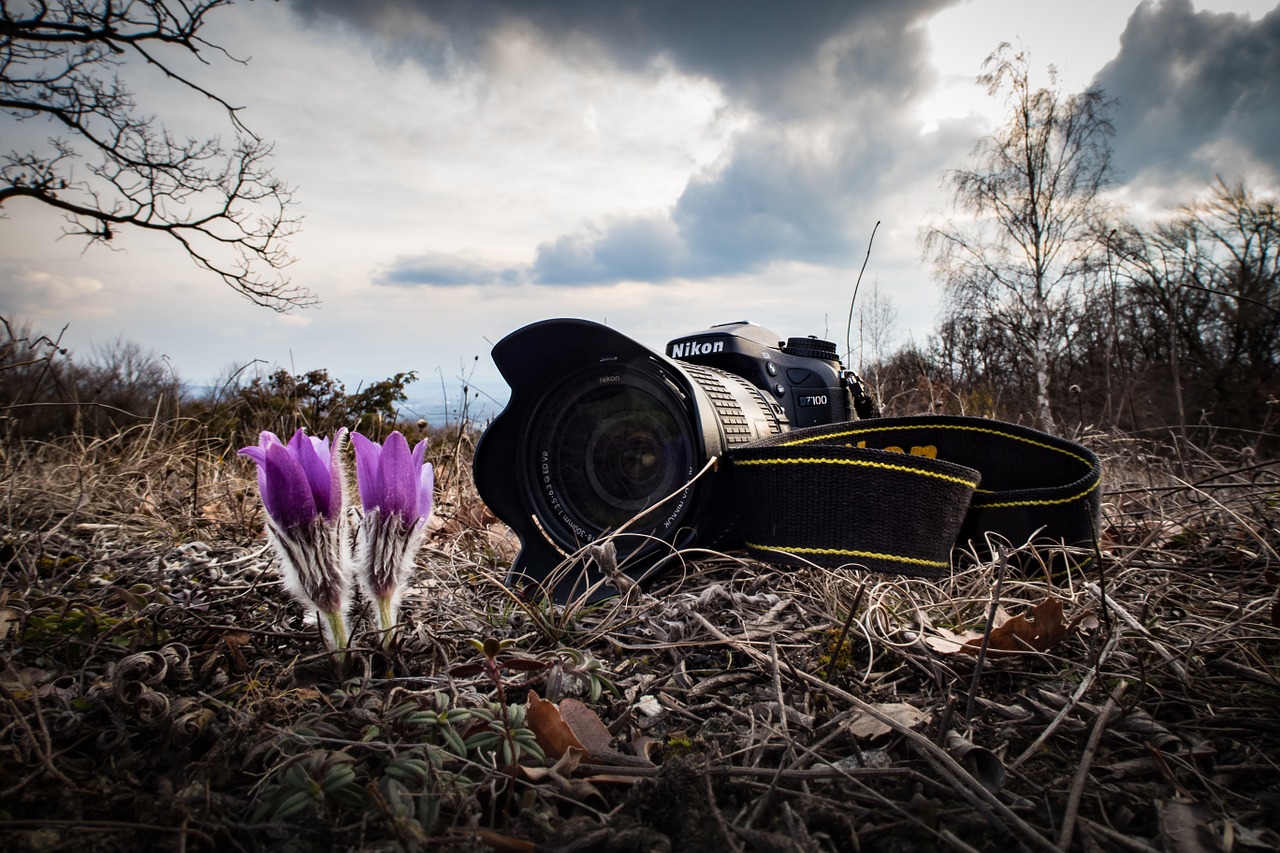 Fotoaparatas, Nikon, Pavasaris, Gėlė, Augalas, Gamta, Žydėti, Nemokamos Nuotraukos,  Nemokama Licenzija