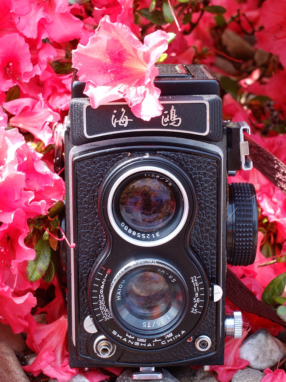 Fotoaparatas, Kajakas, Analogas, Vidutinio Formato, Gėlės, Hipster, Rožinis, Kinai, Kinija, Retro