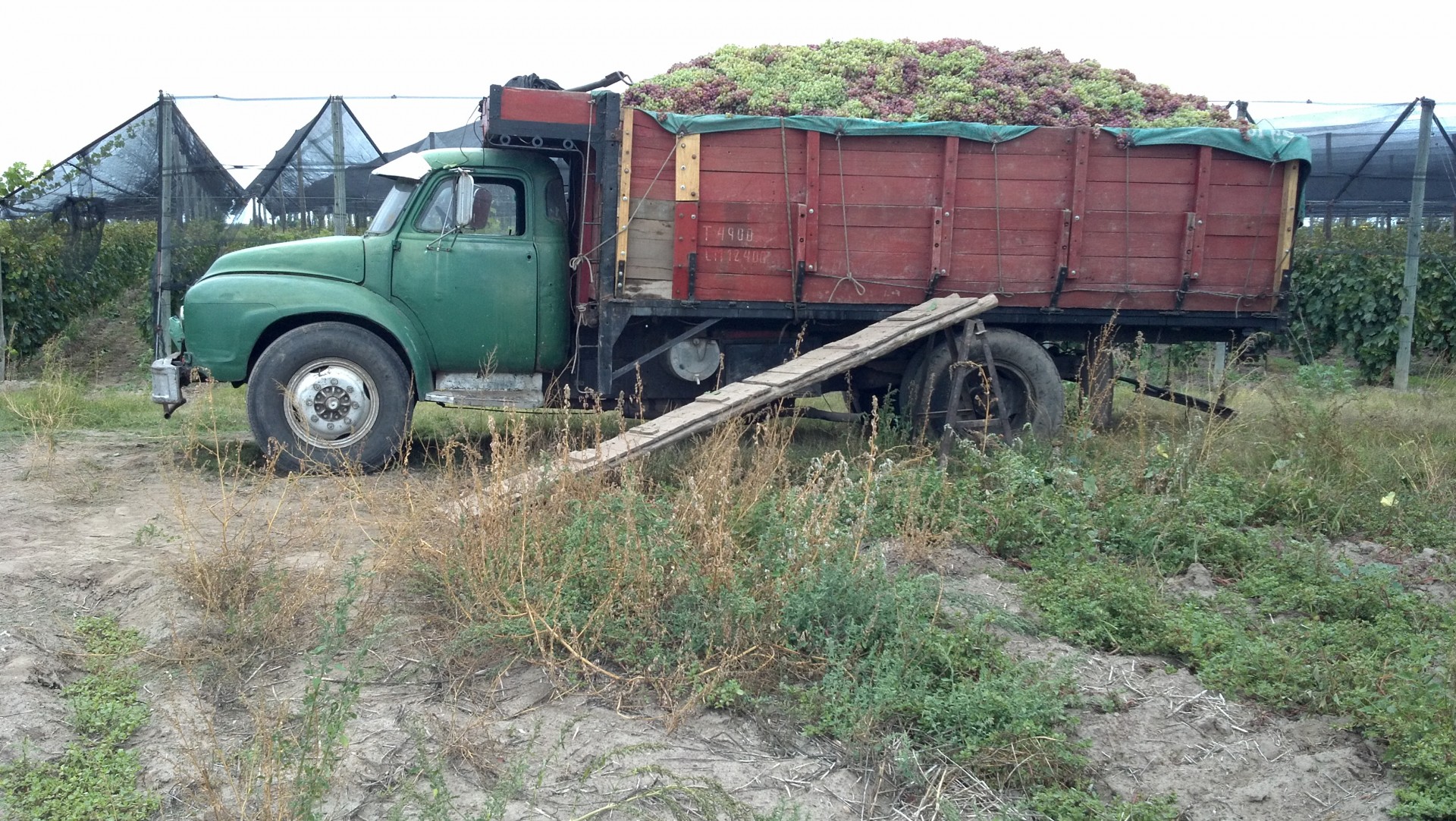 Sunkvežimis,  Muscatas & Nbsp,  Vynuogių,  Balta & Nbsp,  Vynuogių,  Pedro & Nbsp,  Gimenez,  Bedford & Nbsp,  Sunkvežimis,  Vintage