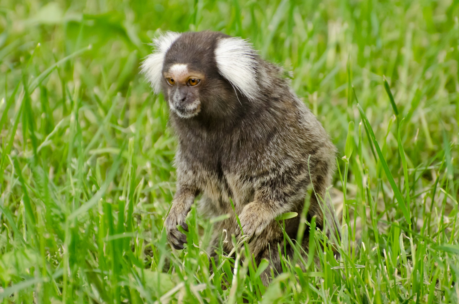 Gamta,  Purus,  Zoologijos Sodas,  Laukinė Gamta,  Kailis,  Ape,  Gyvūnas,  Žinduolis,  Įdomu,  Callithrix