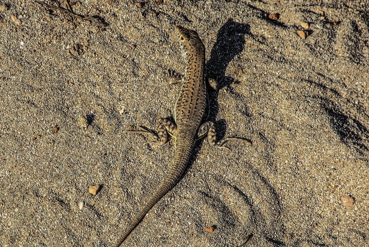 Kamufliažas, Prisitaikymas, Driežas, Ropliai, Gamta, Gyvūnas, Laukinė Gamta, Fauna, Kipras, Acanthodactylus Schreiberi