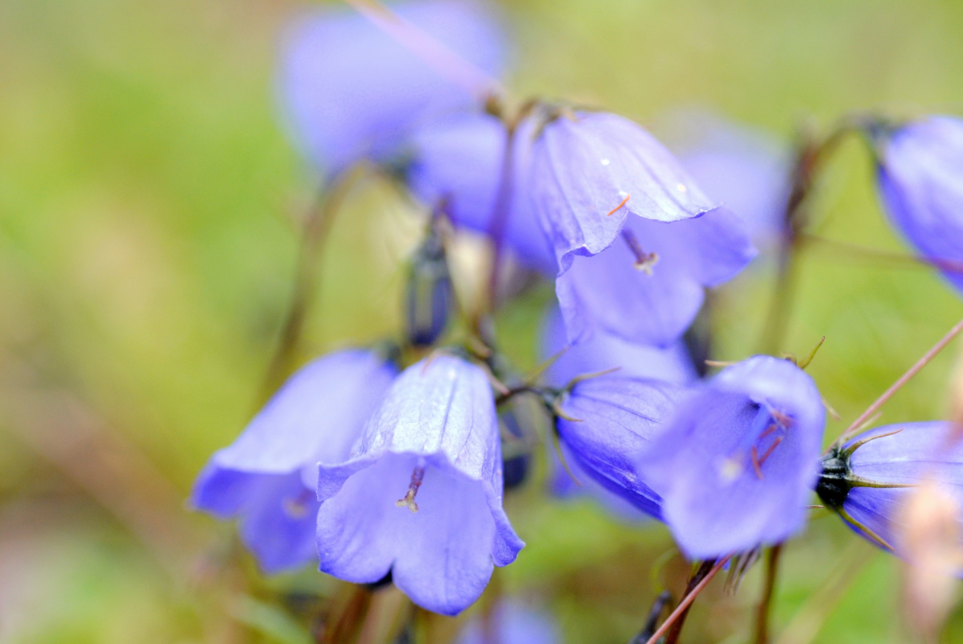 Varpai,  Gėlės,  Violetinė,  Žalias,  Gamta,  Varpai, Nemokamos Nuotraukos,  Nemokama Licenzija