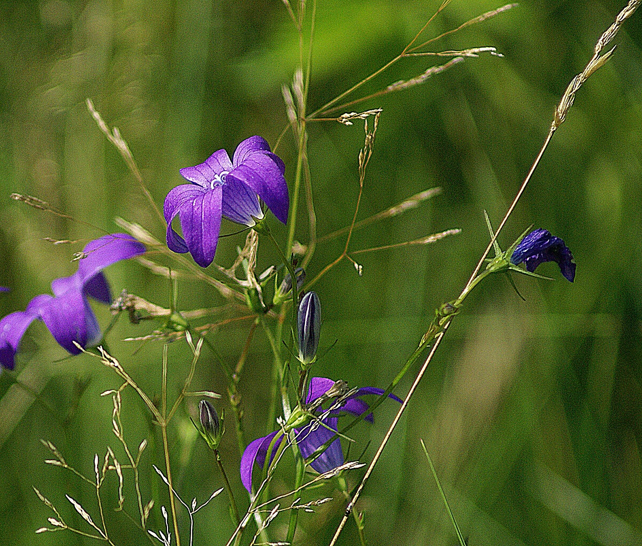 Campanula Patula, Gėlės Laukinės Spalvos, Pieva, Gamta, Flora, Klesti, Violetinė, Delikatesas, Aiškumas, Mažos Gėlės