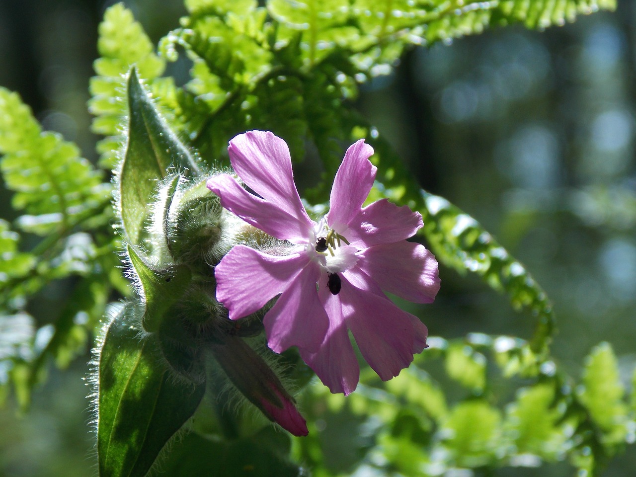 Stovykla, Gėlė, Flora, Klaida, Wildflower, Vasara, Gamta, Žiedas, Žalias, Laukiniai