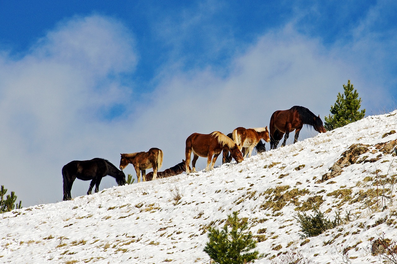 Campotosto, Laquila, Abruzzo, Italy, Abruzzo Nacionalinis Parkas, Abruzzo Nacionalinis Parkas, Gran Sasso, Apennines, Kalnas, Sniegas