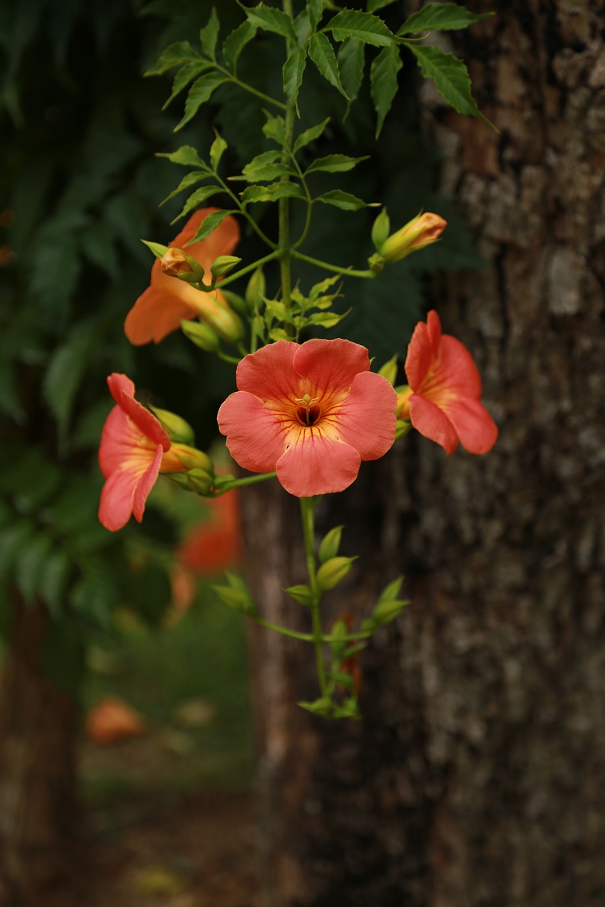 Campsis,  Jacaranda Medžiai,  Gėlės,  Pobūdį,  Augalai,  Žiedas,  Vines Medžiai,  Puikus Trimitas Gėlė, Nemokamos Nuotraukos,  Nemokama Licenzija