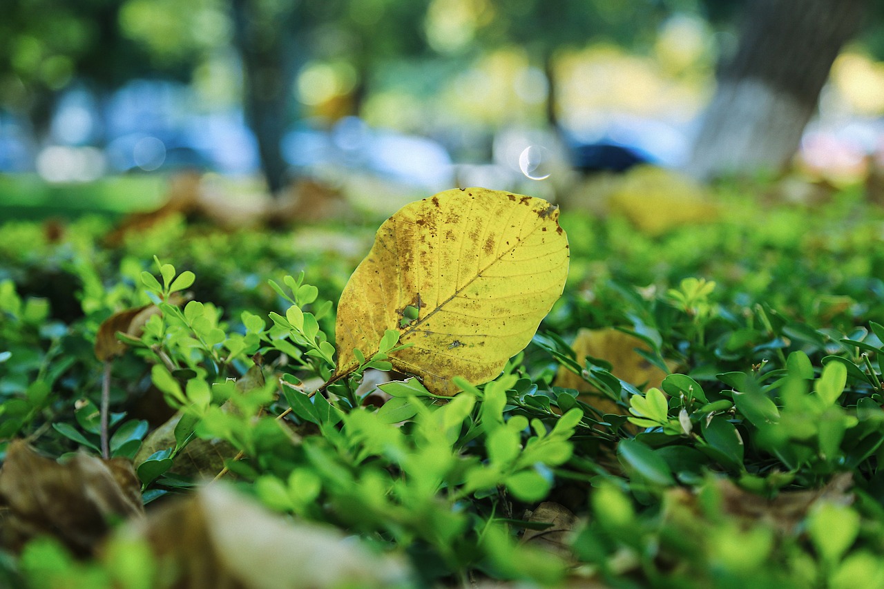 Campus, Ruduo, Defoliacija, Lapai, Žemė, Geltona, Žalias, Bokeh, Natūralus, Nemokamos Nuotraukos