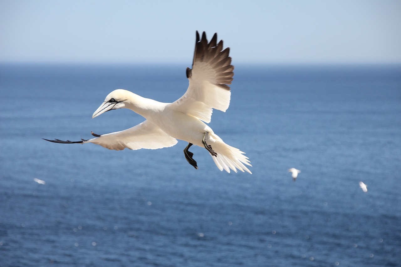 Paukštis, Jūra, Skraidantis, Šiaurinė Gannet, Nemokamos Nuotraukos,  Nemokama Licenzija