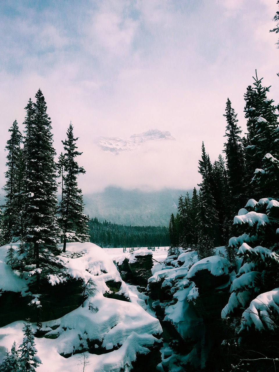 Kanada, Žiema, Sniegas, Kraštovaizdis, Vaizdingas, Gamta, Lauke, Miškas, Medžiai, Miškai