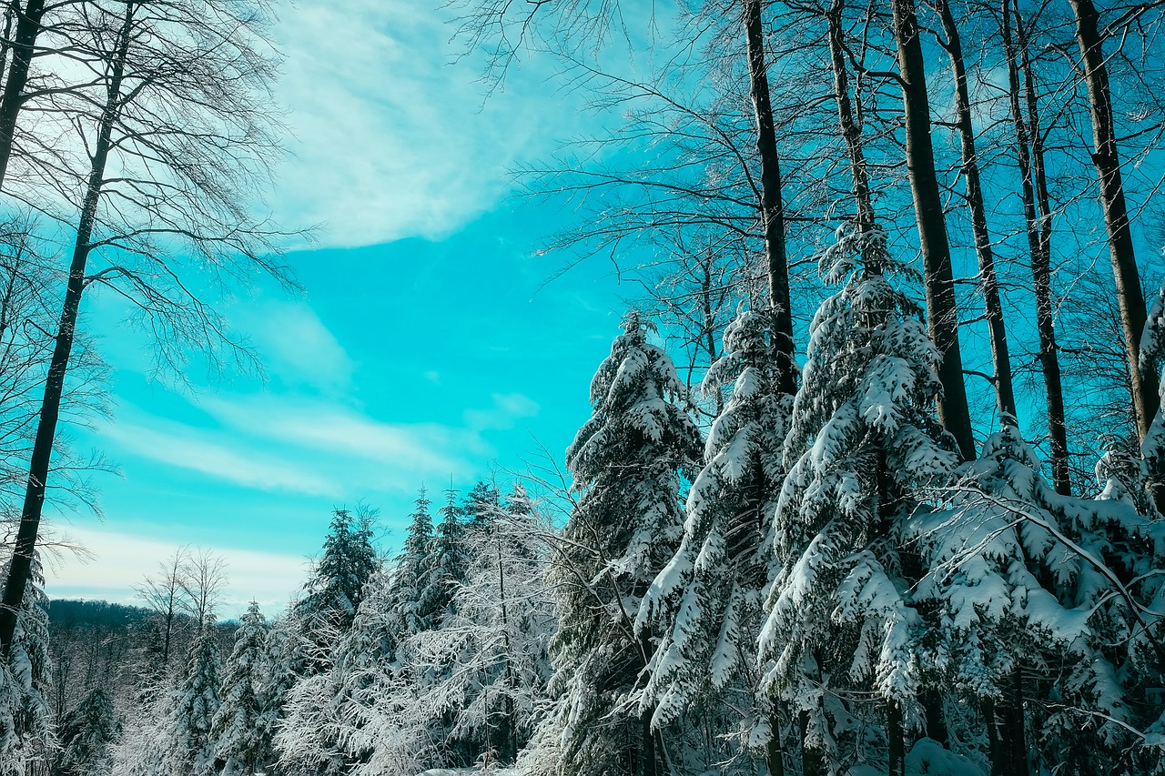 Kanada, Kraštovaizdis, Žiema, Sniegas, Dangus, Debesys, Miškas, Medžiai, Miškai, Gamta