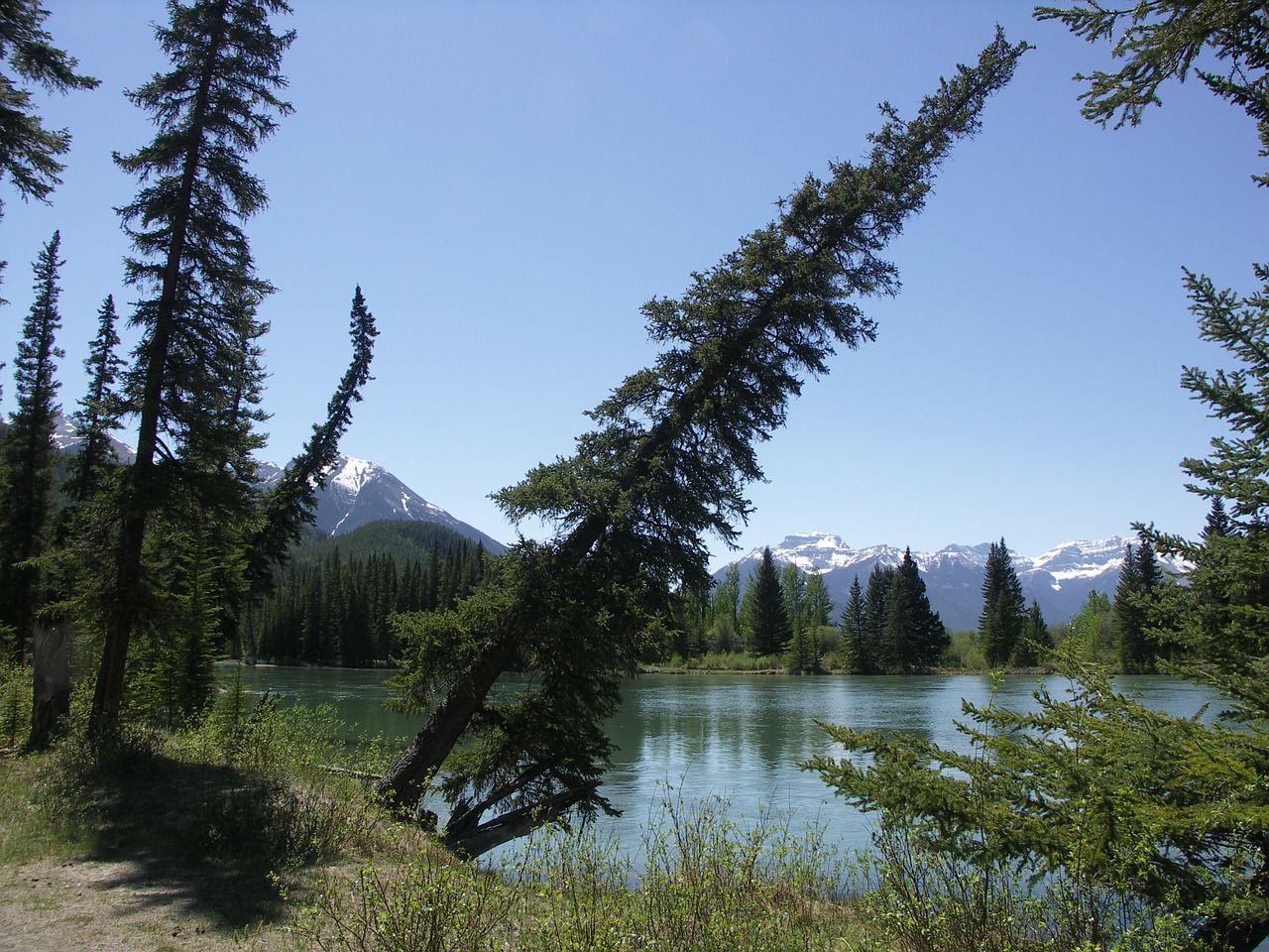 Kanada, Banff, Nacionalinis Parkas, Gamta, Miškai, Banfo Nacionalinis Parkas, Vakarų Kanadoje, Alberta, Medis, Eglė
