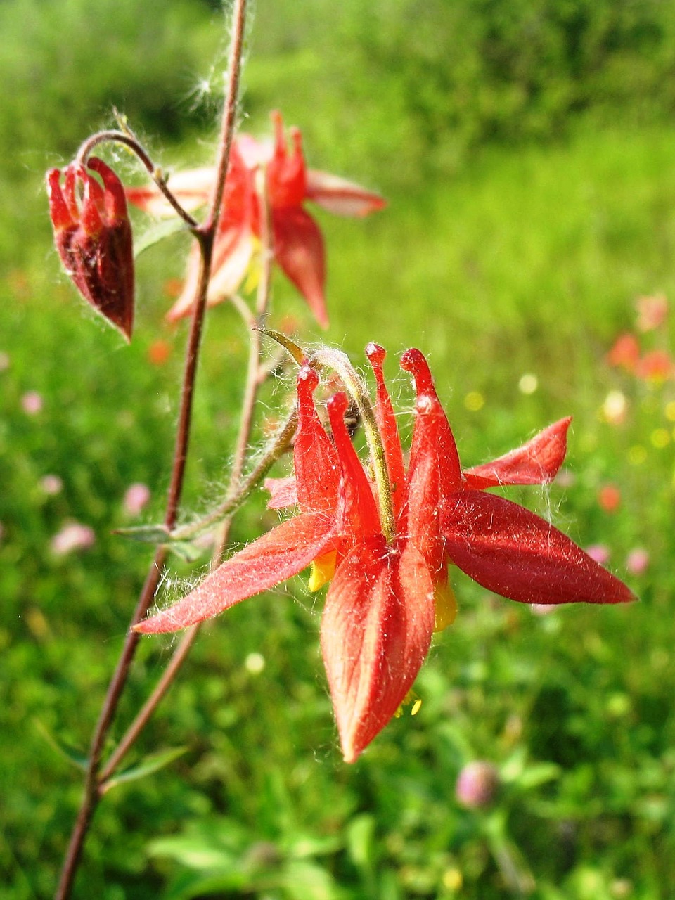 Kanados Kolumbinas, Rytinė Raudona Kolumbina, Laukinis Kolumbinas, Aquilegia Canadensis, Gėlės, Žydėti, Žydi, Gamta, Augalai, Pavasaris