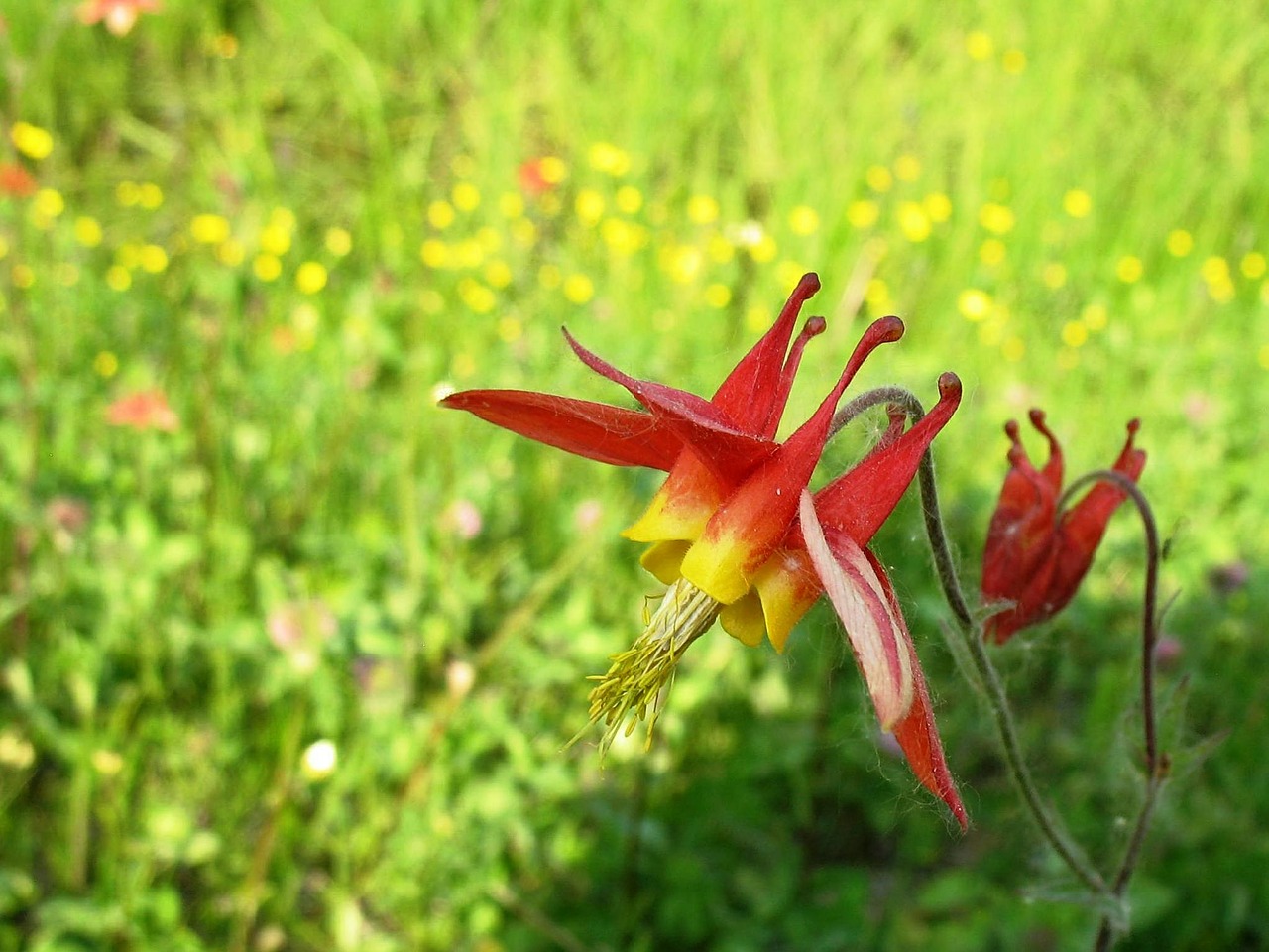 Kanados Kolumbinas, Rytinė Raudona Kolumbina, Laukinis Kolumbinas, Aquilegia Canadensis, Gėlės, Žydėti, Žydi, Gamta, Augalai, Pavasaris