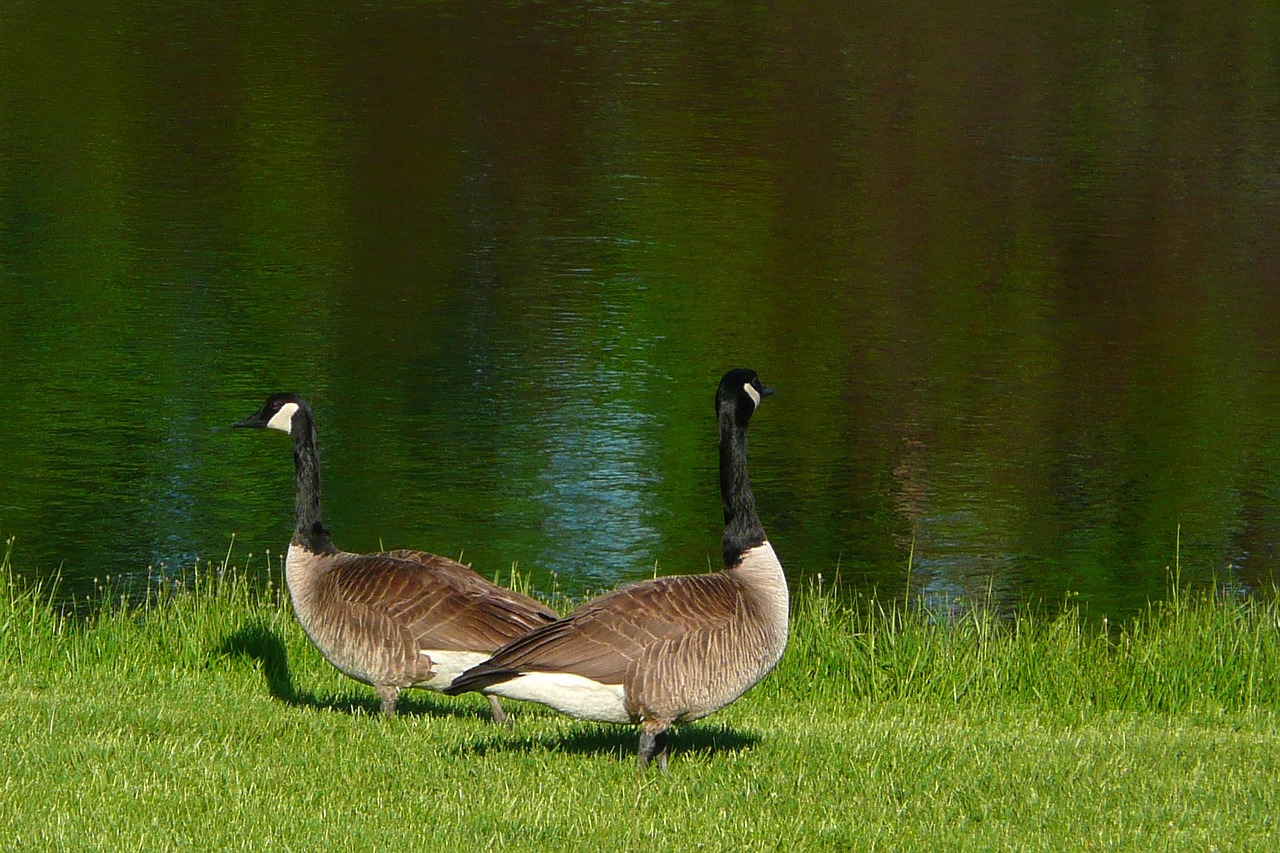 Kanados Žąsys, Žąsis, Kanados, Vandens Paukščiai, Paukštis, Fauna, Avifauna, Paukštis, Nemokamos Nuotraukos,  Nemokama Licenzija