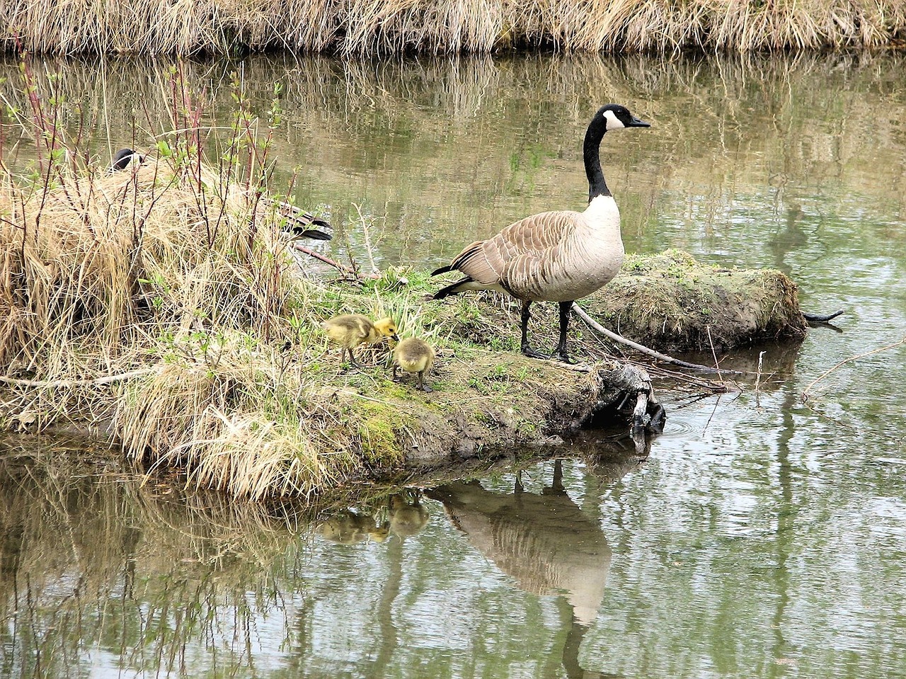 Kanados Žąsys, Goslings, Buveinė, Šventykla, Kanada, Nemokamos Nuotraukos,  Nemokama Licenzija