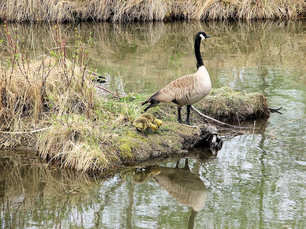 Kanados Žąsys, Mama Žąsis, Goslings, Šventykla, Kanada, Nemokamos Nuotraukos,  Nemokama Licenzija