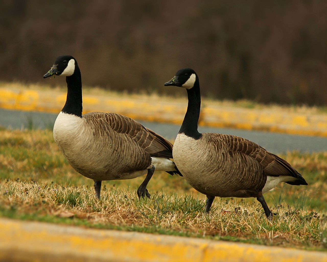 Kanados Žąsys, Žąsis, Branta Canadensis, Vandens Paukščiai, Pora, Laukinė Gamta, Paukštis, Paukščiai, Bičiuliai, Kanados Žąsis