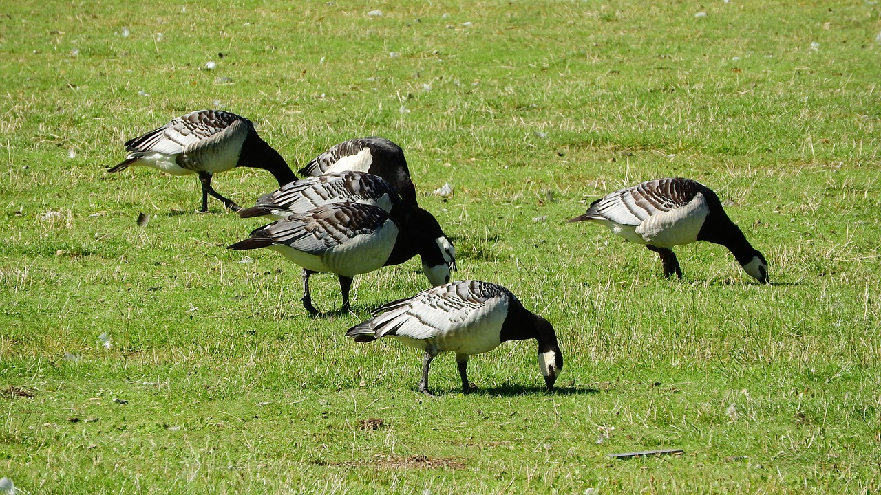 Kanados Žąsis, Branta Leucopsis, Žąsis, Paukščiai, Antis, Ganymas, Vandens Paukštis, Maitinimas, Covey, Nemokamos Nuotraukos