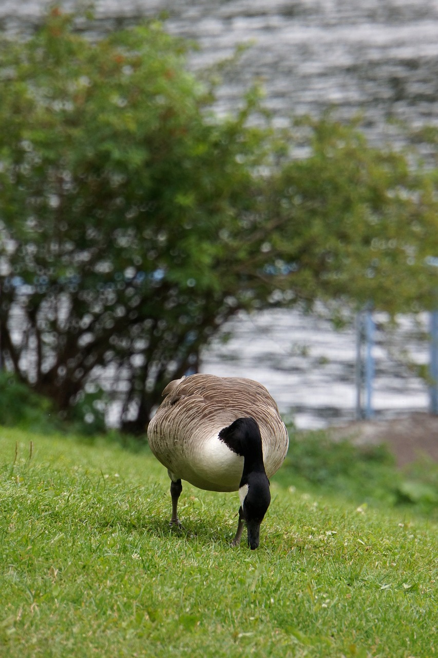 Kanados Žąsis, Branta Canadensis, Žąsis, Didelis Paukštis, Valgymas, Vasara, Nemokamos Nuotraukos,  Nemokama Licenzija